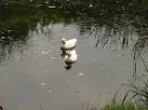 have just swum out of the pages of a children's book about farm animals. - via Daymix