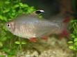 Characiformes - Wikipedia, the free encyclopedia