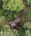 Photo Gallery: A gruesome sight! The 'Elephant Massacre'