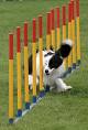 Dog agility - Wikipedia, the free encyclopedia