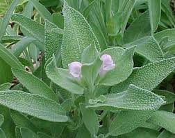 salvia