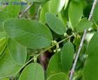 <b>Karwinskia</b> humboldtiana (R.