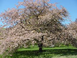 albero solitario