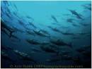 BLUEFIN TUNA - What You Can Do | Underwater Photography Guide