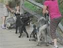 A Dog Fight - Understanding your Pack