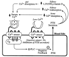 Calcium Homeostasis