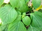 <b>Perilla frutescens</b> or Shiso is