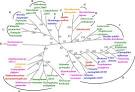 Horizontal gene transfer in evolution - Wikipedia, the free ...