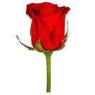 Spare a Rose, Save a Child with Diabetes : DiabetesMine: the all ...