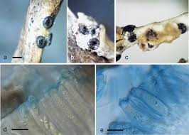 Resultado de imagem para Nesolechia vermicularis