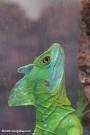 Green Basilisk Lizard (Basiliscus plumifrons)