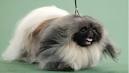 ap dog show mj 120214 wblog Westminster Kennel Club Dog Show: Malachy the