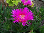 File:<b>Mesembryanthemum</b>