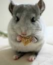 cute chinchilla