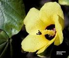 <b>Malvaceae</b>