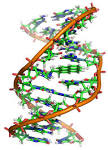 File:Benzopyrene <b>DNA</b> adduct