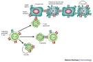 in <b>autoimmune thyroiditis</b>