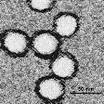 <b>Flaviviridae</b>