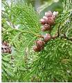 Thuja occidentalis - Eastern White Cedar