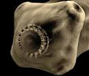 <b>Taeniasis</b>