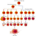 <b>Leucemia</b> Aguda - INCA