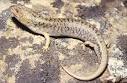 The Pygmy Blue Tongue Skink - BlueTongueSkinks.
