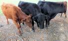 Dexter cattle - via Daymix