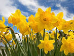 Daffodils by William Wordsworth | IKE