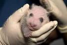 at Zoo Atlanta is a Boy !