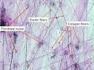 Animal Tissues