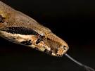 Boa Constrictors, Boa Constrictor Pictures, Boa Constrictor Facts ...