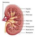 AUAF - Urology A-Z - Kidney Cancer