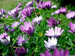 Purple Violets