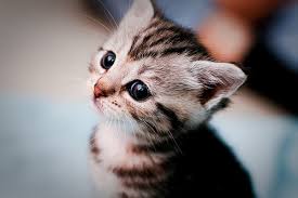 Kitty. Sweet kitty. by ~oldskoolkidz on deviantART - kitty__sweet_kitty__by_oldskoolkidz-d3ioy5p