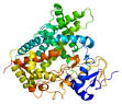 CYP2C19 - Wikipedia, the free encyclopedia