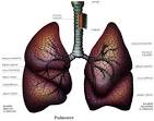 CUERPO HUMANO: DIBUJO DE LOS <b>PULMONES</b>