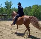 Game Ready Equine Gaited Horses