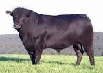 http://www.amberleyparkbeef.com.au/angus_files/BB%2520Bry%2520small.jpg