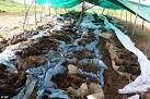 Zimbabwe's killing fields: Mass grave of over 600 bodies found in ...