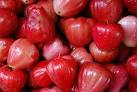 File:JAMBU MERAH 2 0064.jpg - Wikipedia, the free encyclopedia