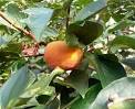 Scientific Facts About Persimmon Trees | eHow.