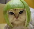 Stop Sneezing With a Custom-Built Hypoallergenic Cat