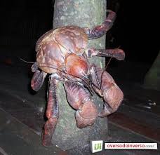 images?q=tbn:ANd9GcRPX8YpIxKA2IovlQCKNqS30QEvRZ49_cfuVieroESRpVcBcfwm