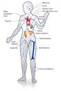 ActivaMune - BioAvailable Diindolylmethane (DIM) Immune Support ...