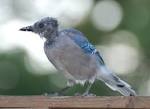 Why do birds molt? - Science in Our World: Certainty &amp; Controversy