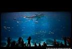 ABC SHARK TANK | irwinnour.