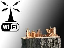 Un estudio en Holanda determinó que las ondas emitidas para la conexión Wi-Fi estaría dañando a los árboles