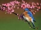 Bluebirds, Bluebird Pictures, Bluebird Facts - National Geographic