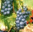 Beaujolais Nouveau Here Today! | Fianna Village Liquor and The ...