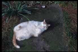 Wittgenstein's grave; identity of cat: unknown